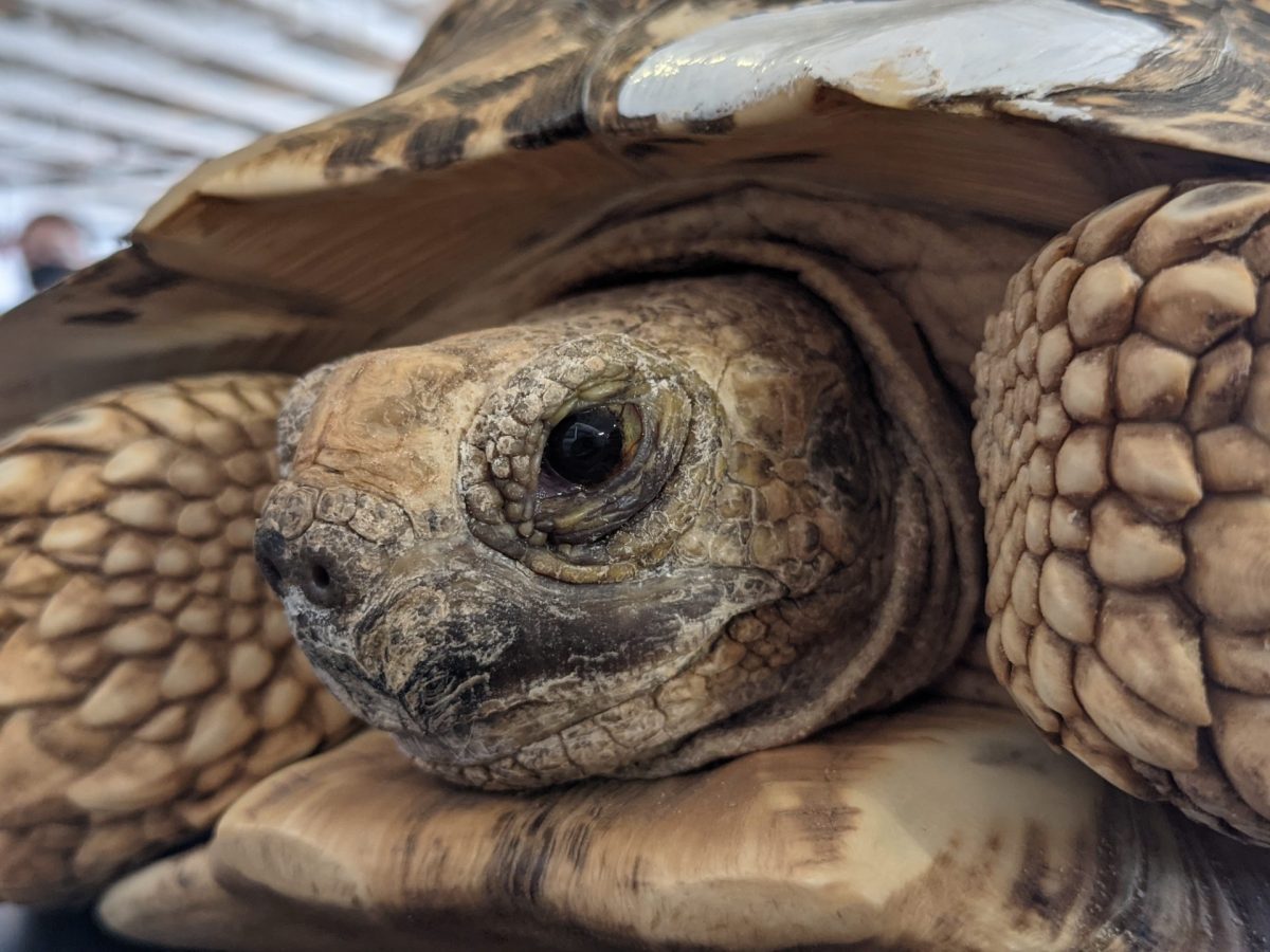 Cal Poly leopard tortoise colony looks to build new home